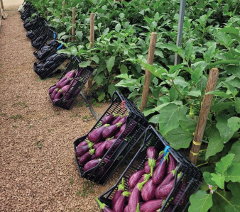 aubergine